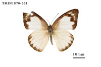 藏品(尖粉蝶)的圖片